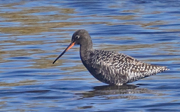 Spotted Redshank -  Vale Pond  -  23/4/2026  -  &copy;  Rockdweller
