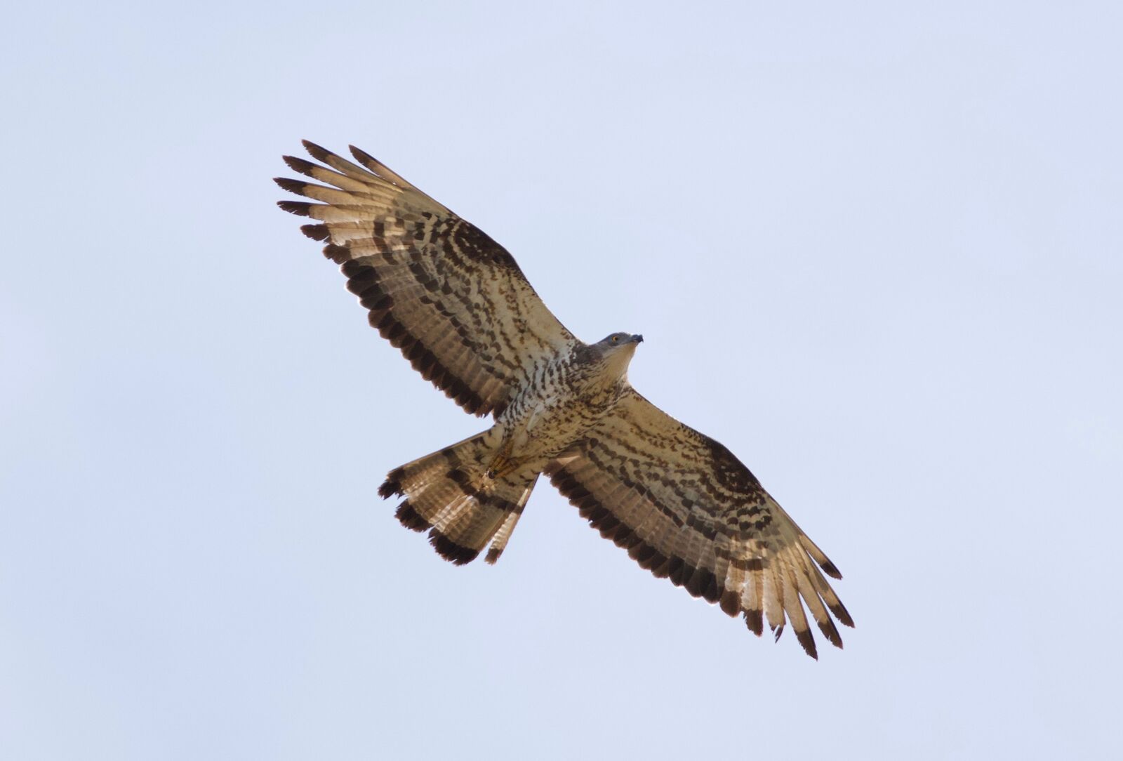 Honey Buzzard -  Les Grantez, CAT  -  23/8/2026  -  &copy; Anthony Loaring