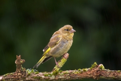 Greenfinch photographed at Les Caches on 17/9/2006. Photo: © Barry Wells