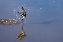 Swallow photographed at Pleinmont on 14/8/2008. Photo: © Steve Levrier
