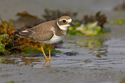 Ringed Plover photographed at Fort le Crocq on 14/9/2008. Photo: © Steve Levrier