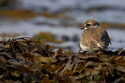 Ringed Plover photographed at Fort le Crocq on 12/9/2008. Photo: © Steve Levrier