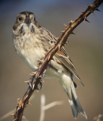Lapland Bunting photographed at Pulias on 11/10/2008. Photo: © Mark Guppy