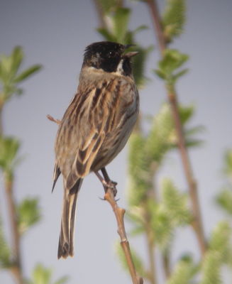 Reed Bunting photographed at Grands Marais / PrÃ© on 13/4/2009. Photo: © Mark Guppy