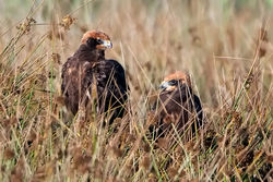 Marsh Harrier photographed at Claire Mare on 23/7/2009. Photo: © Paul Hillion