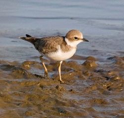 Little Ringed Plover photographed at Claire Mare on 7/8/2009. Photo: © Mike Cunningham