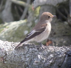 Pied Flycatcher photographed at Fort Hommet on 15/8/2009. Photo: © Mark Guppy