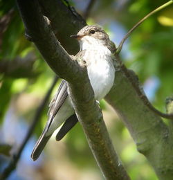 Spotted Flycatcher photographed at Mount Row, SPP on 12/9/2009. Photo: © Mark Guppy