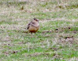 Dotterel photographed at Pleinmont on 9/10/2009. Photo: © B. Tostevin