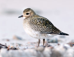 Golden Plover photographed at Les Ammarreurs on 19/10/2009. Photo: © Phil Alexander