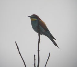 Bee-eater photographed at Pleinmont on 3/5/2008. Photo: © Mark Guppy