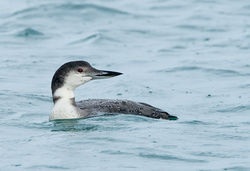 Great Northern Diver photographed at St Peter Port Harbour on 29/11/2009. Photo: © Barry Wells