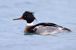 Red-breasted Merganser photographed at St Peter Port Harbour on 28/11/2009. Photo: © Paul Hillion