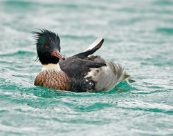 Red-breasted Merganser photographed at St Peter Port Harbour on 28/11/2009. Photo: © Barry Wells