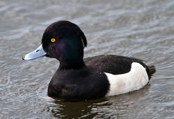 Tufted Duck photographed at Reservoir on 13/12/2009. Photo: © Phil Alexander