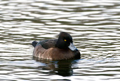 Tufted Duck photographed at Reservoir on 13/12/2009. Photo: © Phil Alexander
