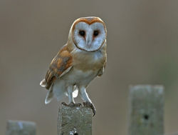 Barn Owl photographed at Chouet on 16/10/2009. Photo: © Chris Bale