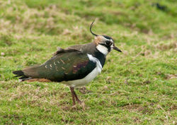 Lapwing photographed at Old Aerodrome [OLD] on 9/1/2010. Photo: © Rod Ferbrache