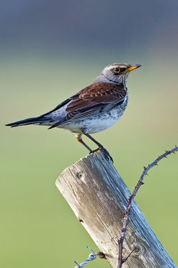 Fieldfare photographed at Claire Mare [CLA] on 17/1/2010. Photo: © Paul Hillion
