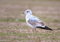 Common Gull photographed at Airport [AIR] on 24/1/2010. Photo: © Barry Wells