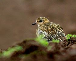 Golden Plover photographed at Reservoir [RES] on 2/2/2010. Photo: © Mark Lawlor