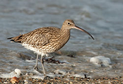 Curlew photographed at Les Amarreurs [AMM] on 3/2/2010. Photo: © Barry Wells