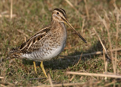 Snipe photographed at Claire Mare [CLA] on 16/2/2010. Photo: © Chris Bale