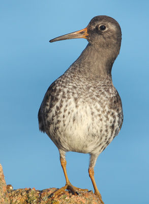 Purple Sandpiper photographed at Grandes Rocques [GRO] on 17/2/2010. Photo: © Chris Bale