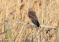 Marsh Harrier photographed at Claire Mare [CLA] on 17/2/2010. Photo: © Chris Bale