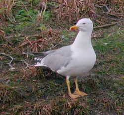 Yellow-legged Gull photographed at Mont Cuet [CUE] on 20/2/2010. Photo: © Paul Veron