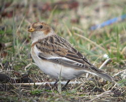 Snow Bunting photographed at Bulwer Avenue [BUL] on 21/2/2010. Photo: © Mark Guppy