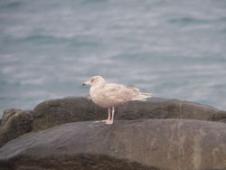 Glaucous Gull photographed at Mont Cuet [CUE] on 21/2/2010. Photo: © Mark Guppy