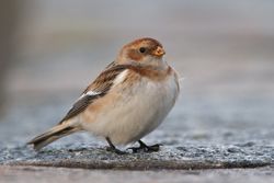 Snow Bunting photographed at Belgreve Bay [BEL] on 21/2/2010. Photo: © Phil Alexander