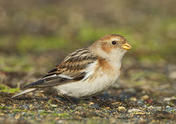 Snow Bunting photographed at Belle Greve Bay [BEL] on 21/2/2010. Photo: © Barry Wells