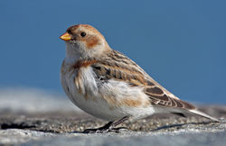 Snow Bunting photographed at Belle Greve Bay [BEL] on 23/2/2010. Photo: © Chris Bale