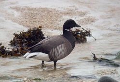 Brent Goose photographed at Rousse [ROU] on 25/2/2010. Photo: © Mark Lawlor