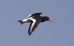 Oystercatcher photographed at Burhou [BUR] on 14/7/2006. Photo: © Vic Froome
