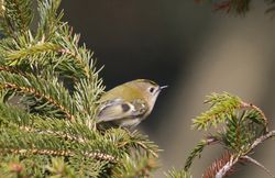 Goldcrest photographed at St Peter Port [SPP] on 10/3/2010. Photo: © Mike Cunningham