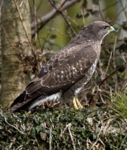 Buzzard photographed at Rue des Bergers [BER] on 6/4/2010. Photo: © Mike Cunningham