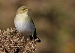 Willow Warbler photographed at Select location on 14/4/2010. Photo: © Chris Bale