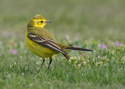 Yellow Wagtail photographed at Colin Best NR [CNR] on 21/4/2010. Photo: © Chris Bale