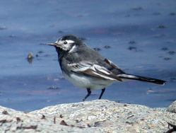 Pied Wagtail photographed at L\'Eree [LER] on 23/4/2010. Photo: © Mark Lawlor
