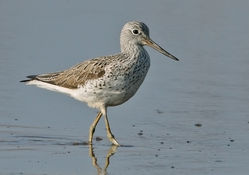 Greenshank photographed at Claire Mare [CLA] on 23/4/2010. Photo: © Chris Bale