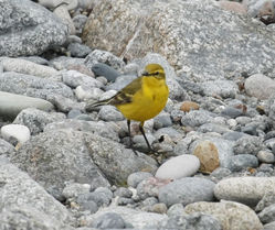 Yellow Wagtail photographed at Colin Best NR [CNR] on 24/4/2010. Photo: © Paul Bretel