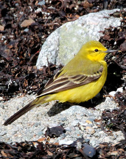Yellow Wagtail photographed at Shingle Bank [SHI] on 22/4/2010. Photo: © Mike Cunningham