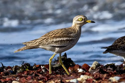 Stone Curlew photographed at Shingle Bank [SHI] on 27/4/2010. Photo: © Paul Hillion