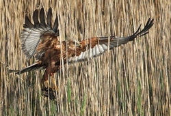 Marsh Harrier photographed at Claire Mare [CLA] on 30/4/2010. Photo: © Chris Bale