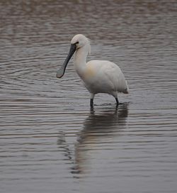 Spoonbill photographed at Claire Mare [CLA] on 1/5/2010. Photo: © Wayne Atkinson