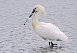 Spoonbill photographed at Claire Mare [CLA] on 1/5/2010. Photo: © Chris Bale
