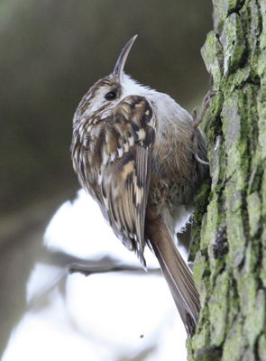 Short-toed Treecreeper photographed at Candie Gardens [CAG] on 1/5/2010. Photo: © Paul Bretel
